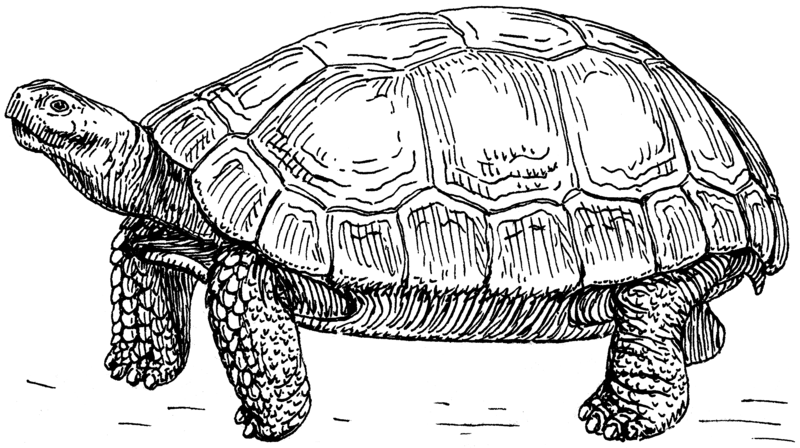 tortoise