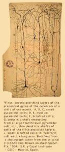 cajal13