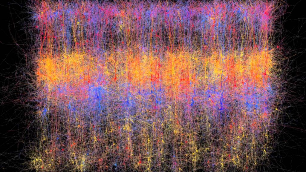 La complexité des neurones, HBP