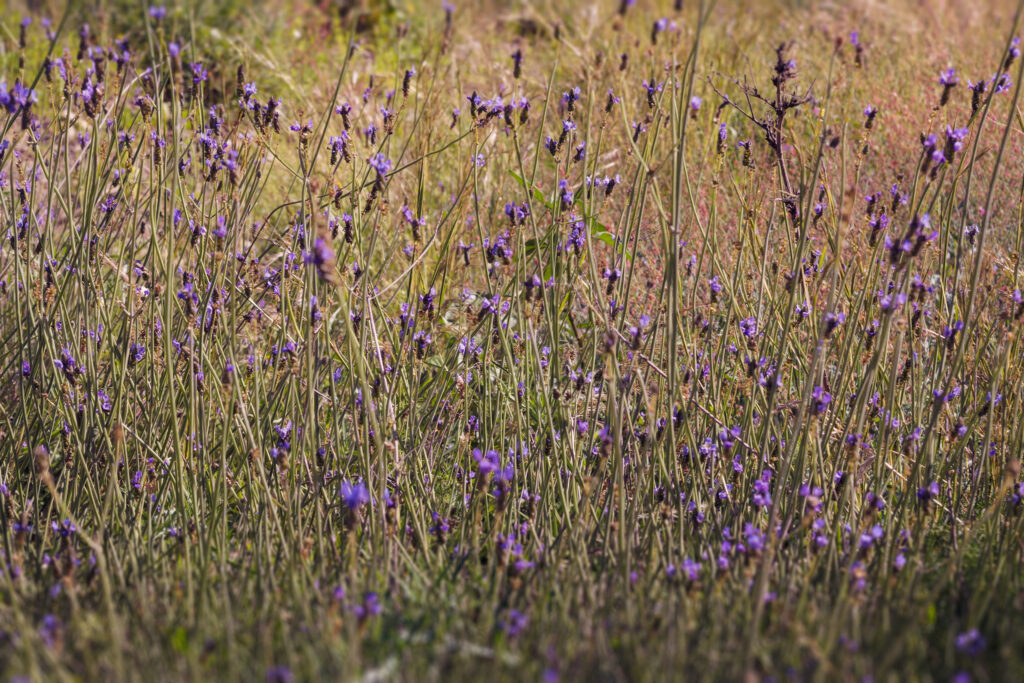 Cette phot montre un grand nombre de fleurs bleues sur des tiges 