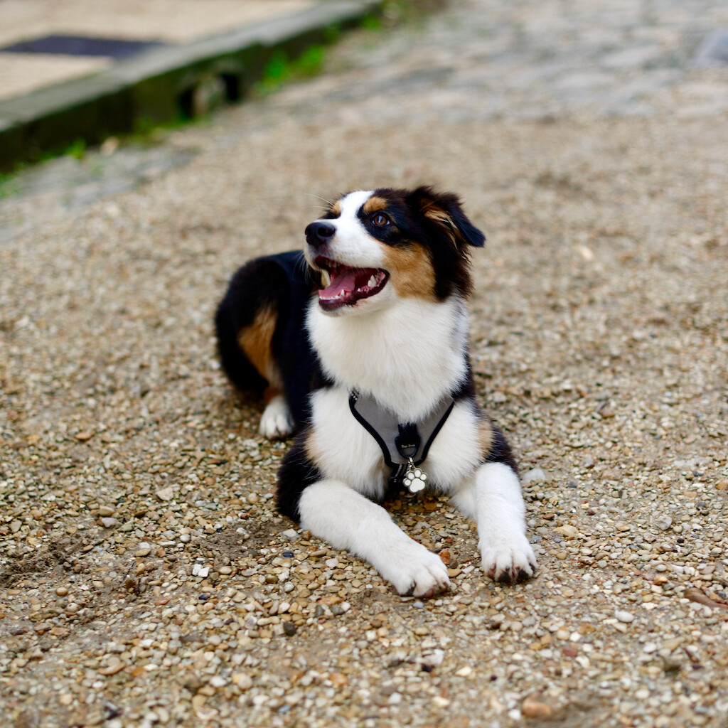 Image originale - un chien